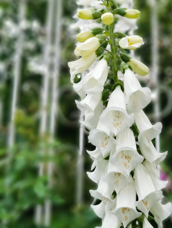 White Foxglove